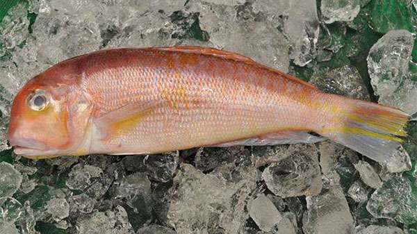 孕妇能不能吃西瓜 孕期真正的饮食禁忌